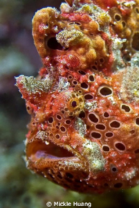 ARGUE
Frogfish
Northeast Coast Taiwan by Mickle Huang 